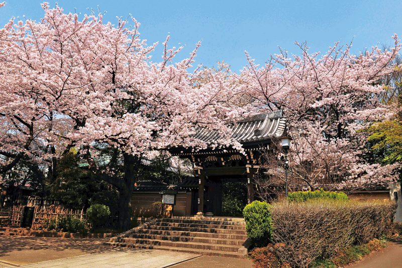 参道と山門付近は、アーチのように桜が咲き誇る。毎年3月末から4月上旬に桜祭りを開催。屋台の出店もあり、一層賑やかに。