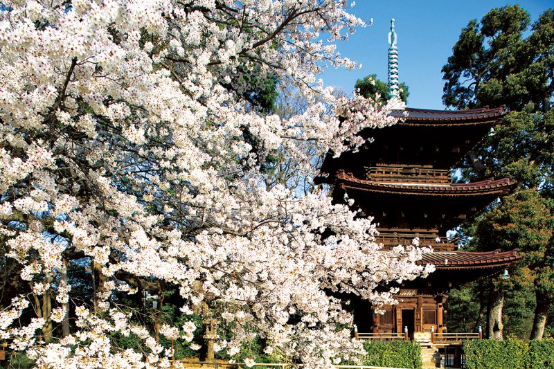 3月にはソメイヨシノ、4月には遅咲きの八重紅枝垂桜など、華麗な桜がお出迎え。