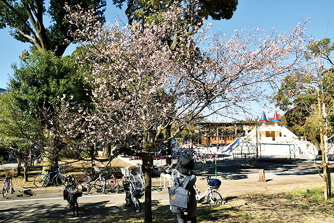 淡紅色の花を開く「十月桜」は、公園内に7本点在する。のんびりと探しながら散策するのがおすすめ。
