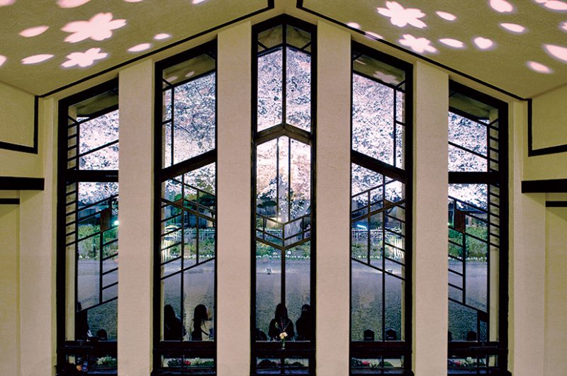 明日館の建築美が光る天井まで伸びたホールのガラス窓越しの夜桜。写真＠osamufukumoto www.osamufukumoto.com 